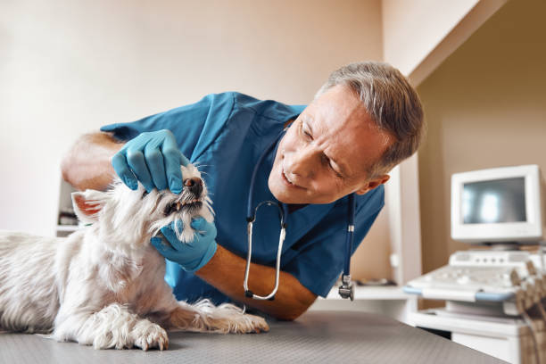 Best Emergency Root Canal Treatment in Village Green, NY